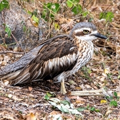 Burhinus grallarius at North Ward, QLD - 8 Jul 2024