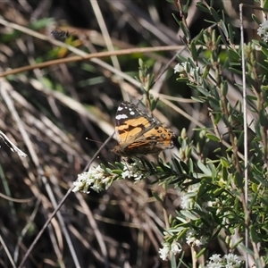 Vanessa kershawi at Yarrangobilly, NSW - 6 Sep 2024 01:35 PM