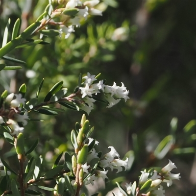 Acrothamnus hookeri (Mountain Beard Heath) at Yarrangobilly, NSW - 6 Sep 2024 by RAllen