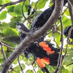 Calyptorhynchus banksii (Red-tailed Black-cockatoo) at North Ward, QLD - 8 Jul 2024 by Petesteamer