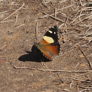 Vanessa itea at Pinbeyan, NSW - 6 Sep 2024