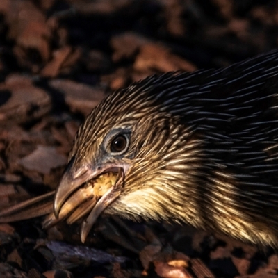 Centropus phasianinus (Pheasant Coucal) at Belgian Gardens, QLD - 9 Jul 2024 by Petesteamer