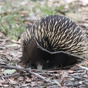 Tachyglossus aculeatus at Forde, ACT - 8 Sep 2024 11:39 AM