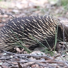 Tachyglossus aculeatus at Forde, ACT - 8 Sep 2024