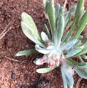 Gnaphalium indutum at Fentons Creek, VIC - suppressed