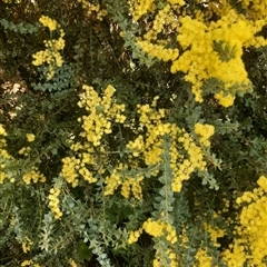 Acacia pravissima (Wedge-leaved Wattle, Ovens Wattle) at Goulburn, NSW - 6 Sep 2024 by NathanLandcare