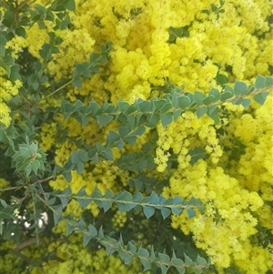 Acacia pravissima at Goulburn, NSW - 6 Sep 2024