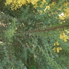 Acacia pravissima at Goulburn, NSW - 6 Sep 2024