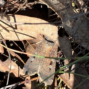 Agrotis infusa at Yarralumla, ACT - 9 Sep 2024 01:11 PM