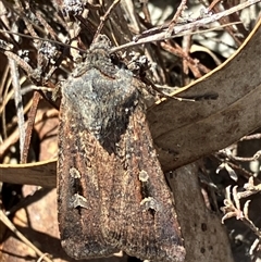 Agrotis infusa at Yarralumla, ACT - 9 Sep 2024 01:11 PM