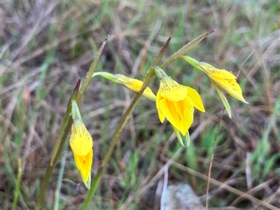 Diuris protena (Northern Golden Moth) at Fentons Creek, VIC - 8 Sep 2024 by KL