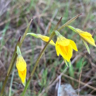 Diuris protena (Northern Golden Moth) by KL