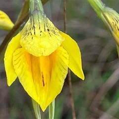 Diuris protena at suppressed - suppressed