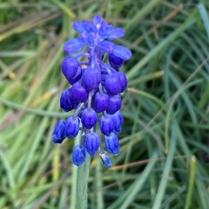 Muscari armeniacum at Belconnen, ACT - 9 Sep 2024 07:50 PM