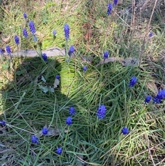 Muscari armeniacum at Belconnen, ACT - 9 Sep 2024 07:50 PM