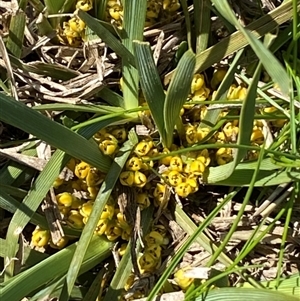 Lomandra bracteata at Belconnen, ACT - 9 Sep 2024 07:57 PM