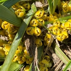 Lomandra bracteata at Belconnen, ACT - 9 Sep 2024