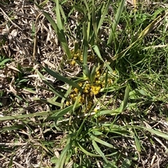 Lomandra bracteata at Belconnen, ACT - 9 Sep 2024 07:57 PM