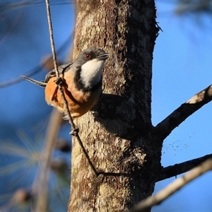 Pachycephala rufiventris at Thirlmere, NSW - 8 Sep 2024