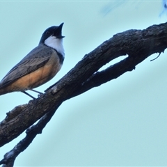 Pachycephala rufiventris at Thirlmere, NSW - 8 Sep 2024