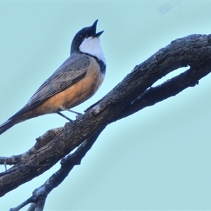 Pachycephala rufiventris at Thirlmere, NSW - 8 Sep 2024