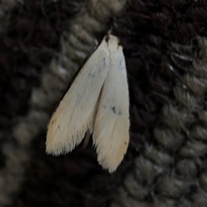 Oecophoridae (family) at Braddon, ACT - 9 Sep 2024