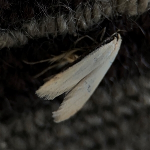 Oecophoridae (family) at Braddon, ACT - 9 Sep 2024