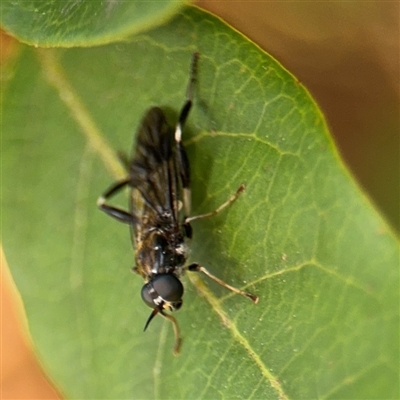 Exaireta spinigera (Garden Soldier Fly) at Braddon, ACT - 9 Sep 2024 by Hejor1