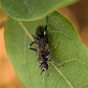 Exaireta spinigera at Braddon, ACT - 9 Sep 2024