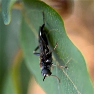 Exaireta spinigera at Braddon, ACT - 9 Sep 2024