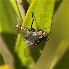 Calyptrate (subsection) (Unidentified house-flies, blow-flies and their allies) at Braddon, ACT - 9 Sep 2024 by Hejor1