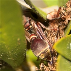 Ropalidia plebeiana (Small brown paper wasp) at Braddon, ACT - 9 Sep 2024 by Hejor1