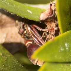 Ropalidia plebeiana at Braddon, ACT - 9 Sep 2024