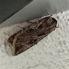 Agrotis munda (Brown Cutworm) at Braddon, ACT - 9 Sep 2024 by Hejor1