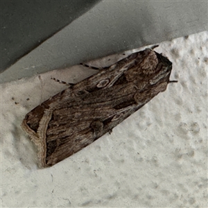 Agrotis munda at Braddon, ACT - 9 Sep 2024