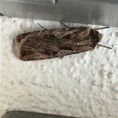 Agrotis munda at Braddon, ACT - 9 Sep 2024