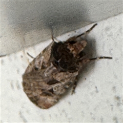 Agrotis munda at Braddon, ACT - 9 Sep 2024