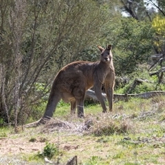 Macropus giganteus (Eastern Grey Kangaroo) at Whitlam, ACT - 30 Aug 2024 by AlisonMilton