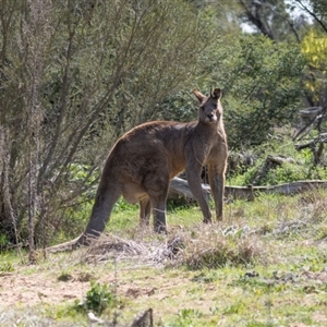 Macropus giganteus at Whitlam, ACT - 30 Aug 2024 11:52 AM