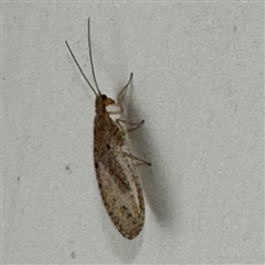 Hemerobiidae sp. (family) at Braddon, ACT - 9 Sep 2024