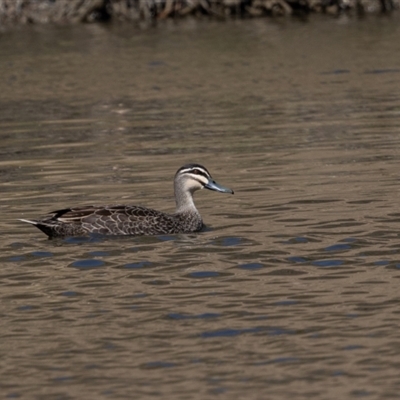 Anas superciliosa (Pacific Black Duck) at Denman Prospect, ACT - 30 Aug 2024 by AlisonMilton