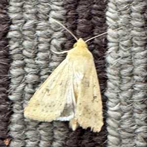 Helicoverpa (genus) at Braddon, ACT - 9 Sep 2024 04:20 PM