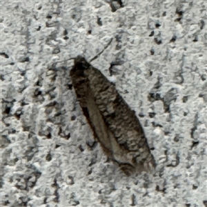 Lepidoscia (genus) ADULT at Braddon, ACT - 9 Sep 2024 04:19 PM