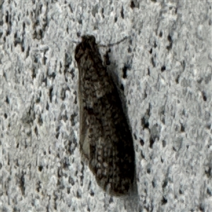 Lepidoscia (genus) ADULT at Braddon, ACT - 9 Sep 2024 04:19 PM