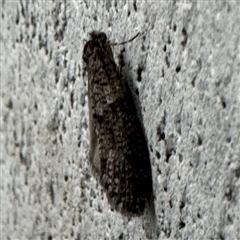 Lepidoscia (genus) ADULT at Braddon, ACT - 9 Sep 2024 04:19 PM