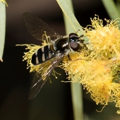 Melangyna collatus (Hover fly) at Higgins, ACT - 4 Sep 2024 by AlisonMilton