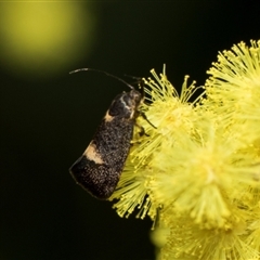 Leistomorpha brontoscopa (A concealer moth) at Fyshwick, ACT - 4 Sep 2024 by AlisonMilton