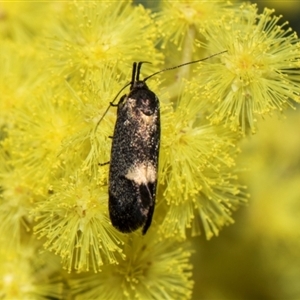 Leistomorpha brontoscopa at Fyshwick, ACT - 4 Sep 2024