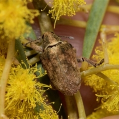 Gonipterus sp. (genus) (Eucalyptus Weevil) at Fyshwick, ACT - 4 Sep 2024 by AlisonMilton