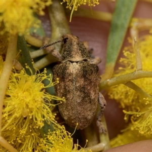 Gonipterus sp. (genus) at Fyshwick, ACT - 4 Sep 2024